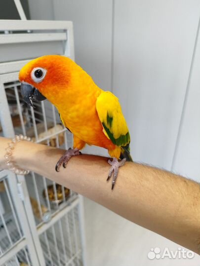 Попугай аратинга (пара)