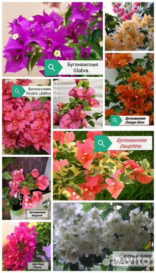 Комнатные цветы