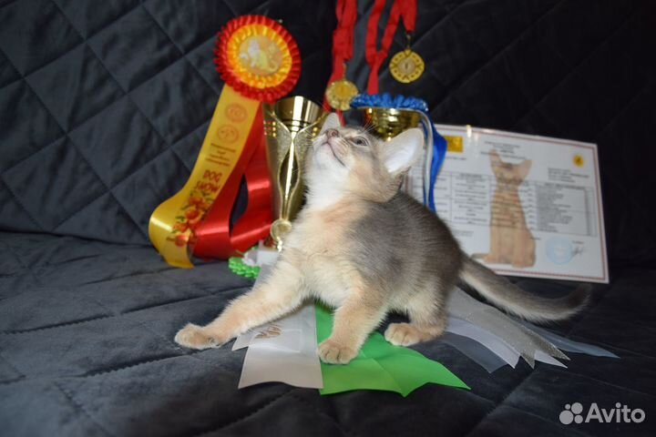 Абиссинские котята с документами