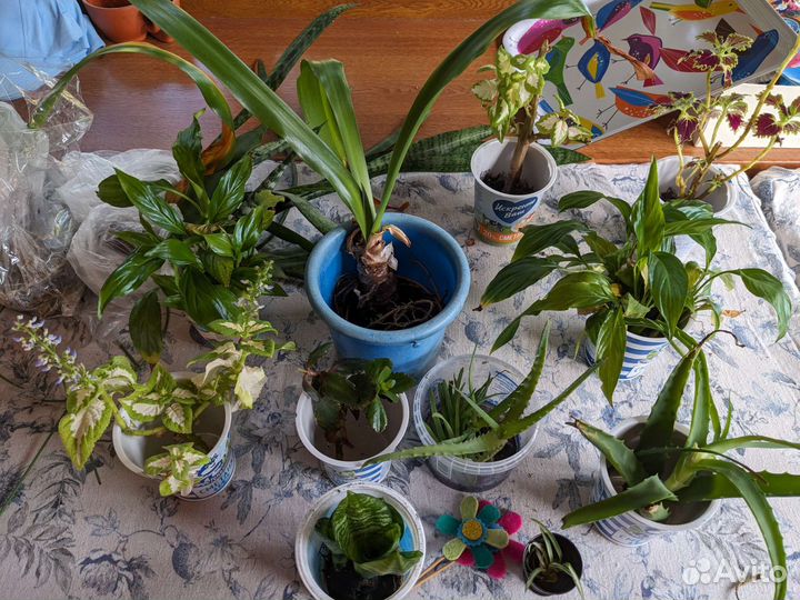 Алоэ, сансевиерия, фиалки, спатифилум