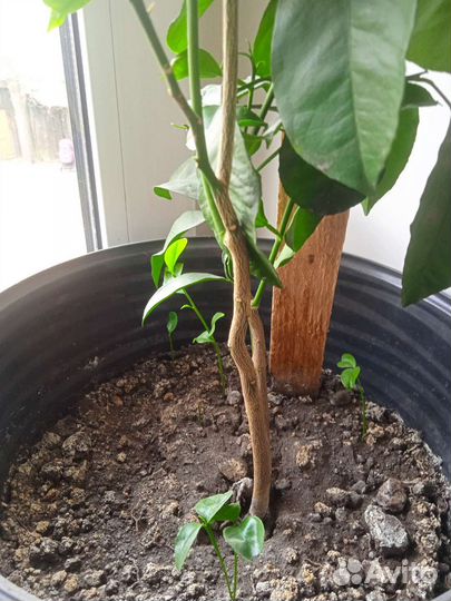 Мандариновое дерево