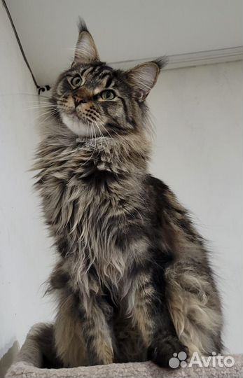 Мейн-кун Котята Милашки