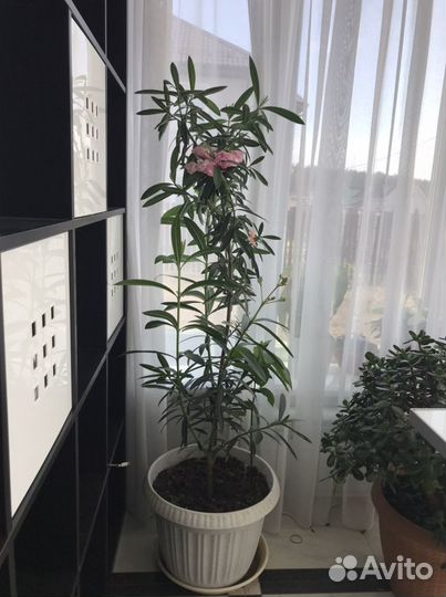 Цветок Олеандр