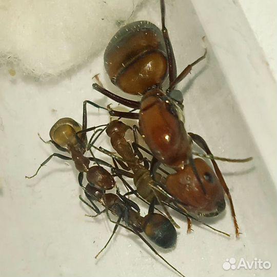 Муравьиная ферма. Messor structore.Формикарий