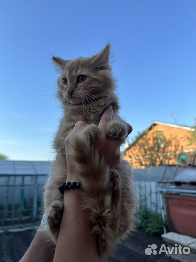 Котенок в добрые руки