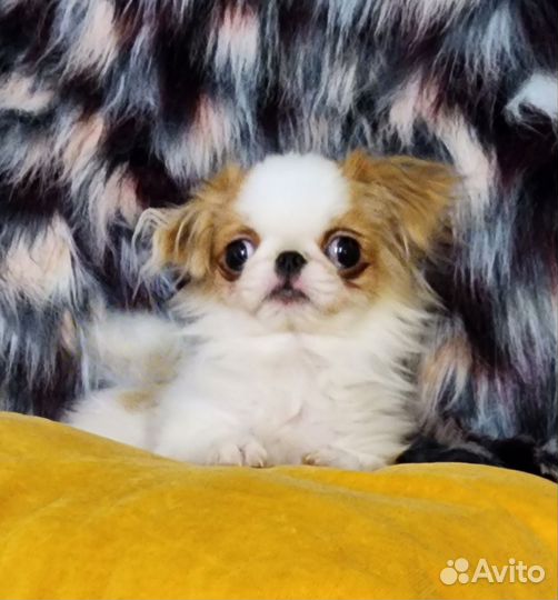 Супермини Хин