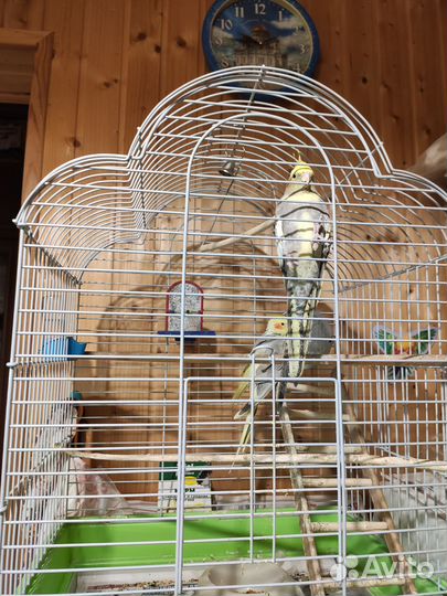 Попугай корелла с клеткой