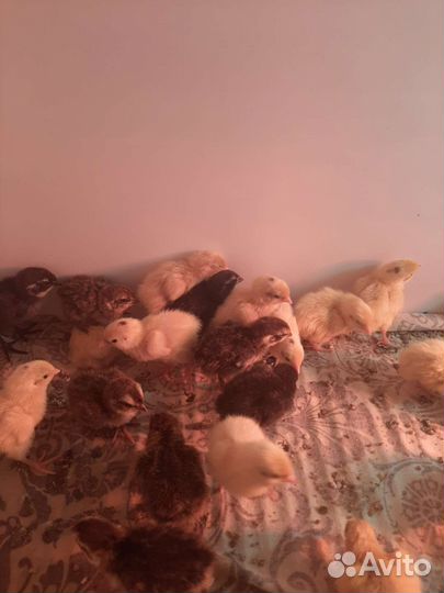 Цыпленок перепела