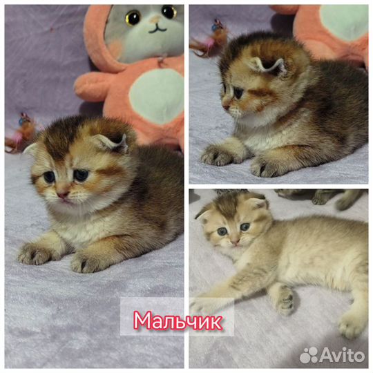 Шиншилята