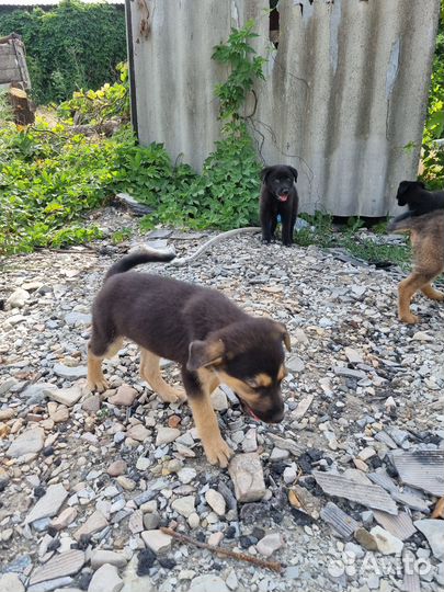 Отдам в добрые руки