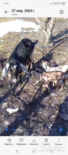 Нубийские козочки девочки