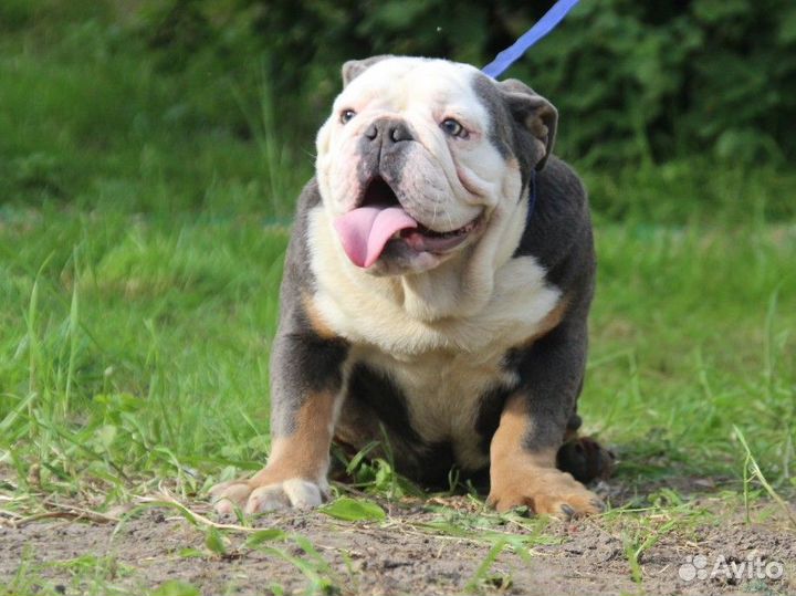 Английский бульдог