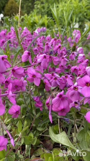 Флокс Столононосный