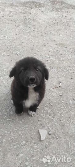 Отдам 3х щенят в добрые руки