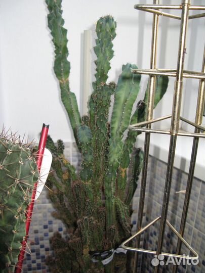 Фикусы, фиалки, кактусы для дома и офиса