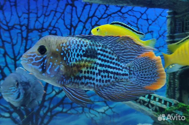 Акары рыбки бирюзовые. Акара бирюзовая бирюзовая аквариумная рыбка. Акары рыбки бирюзовые. Цихлиды акара бирюзовая. Ока бирюзовая.