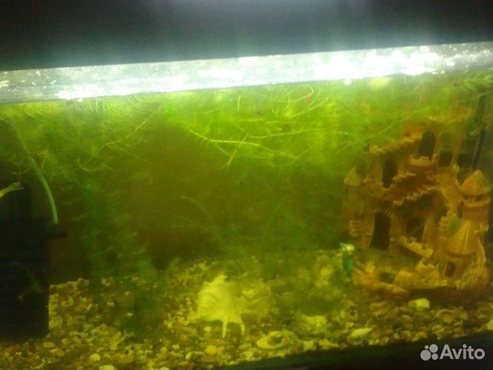 Аквариумные рыбки гуппи