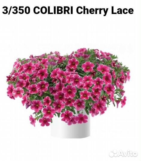 Черенки калибрахоа