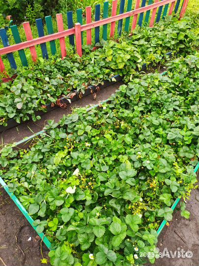 Рассада ремонтантной виктории