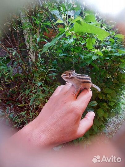 Алтайские бурундуки - малыши
