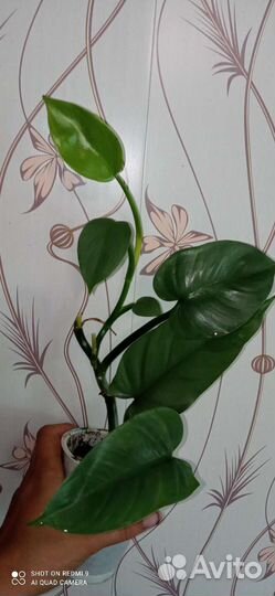 Филодендроны разные