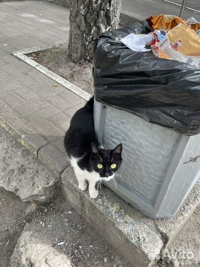 Котёнок ищет дом