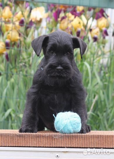 Цвергшнауцера супер щенки из элитного питомника
