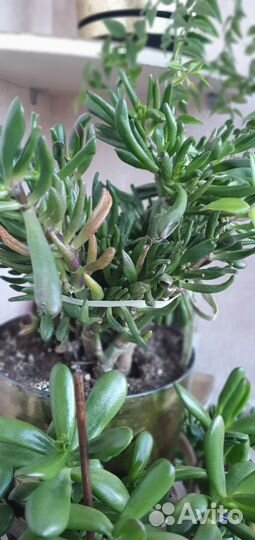 Комнатные растения