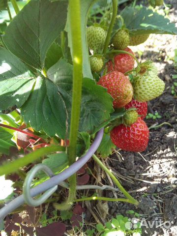 Держатель для земляники