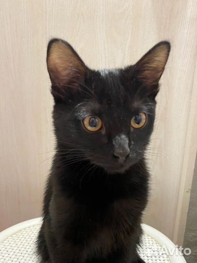 Черный котенок