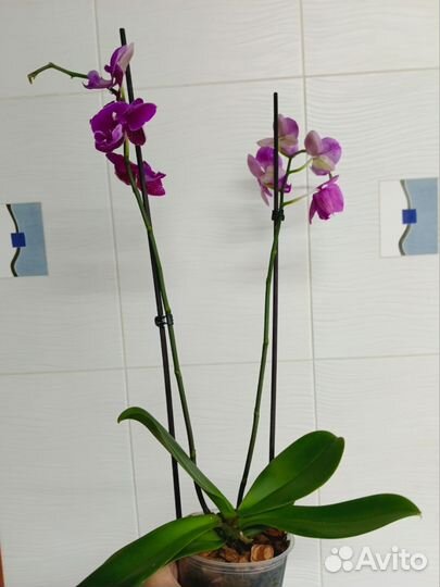Орхидея фаленопсис биг лип Гэлакси