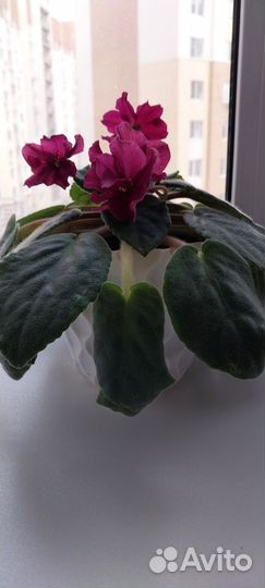 Цветущая фиалка к 8 марта