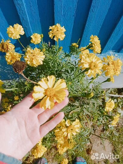 Семена бархатцев (жёлтые, пёстрые оранжевые)