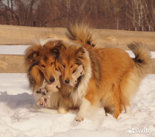 Колли щенки