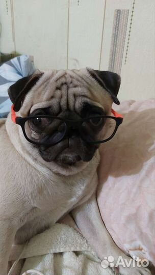 Мопс вязка мальчик