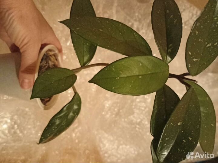 Хойя мясистая, педилантус, замиокулькас