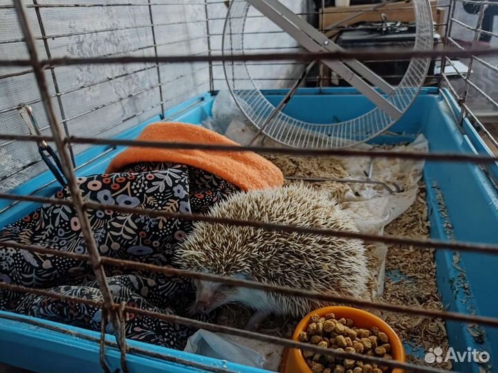 Африканский ежик