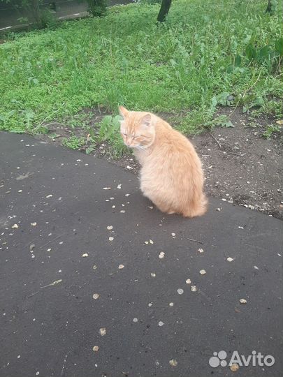 Спасите котика. Найден кот