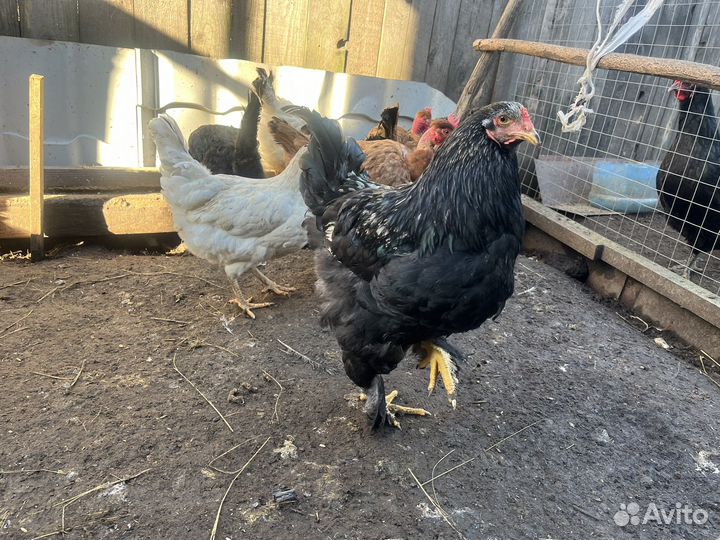 Куры джерсийский гигант