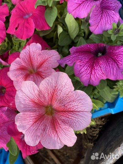 Петуния по 25р