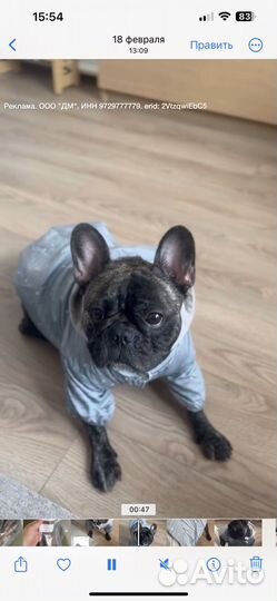 Ветровка для собаки