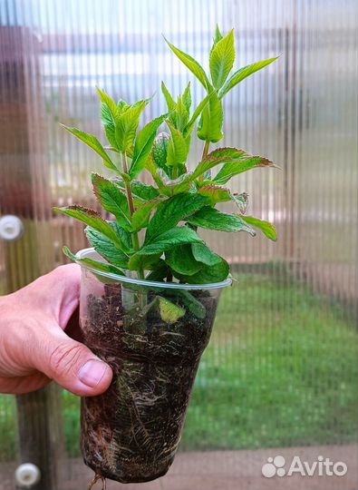 Мята сортовая