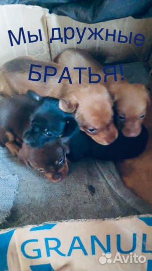 Собака в добрые руки отдам бесплатно