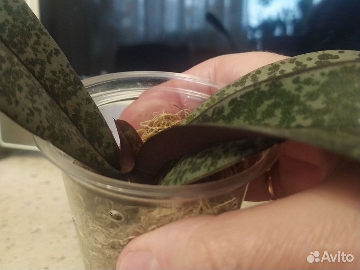 Орхидея шиллериана