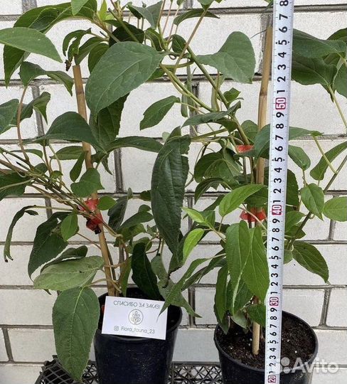 Актинидия обоеполая Иссаи саженцы