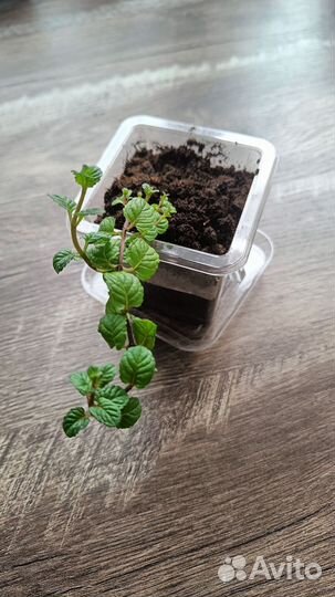 Комнатная мята