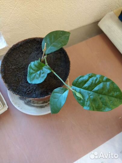 Жасмин Самбак (комнатный )