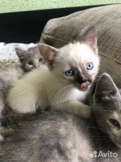 Котята девочки