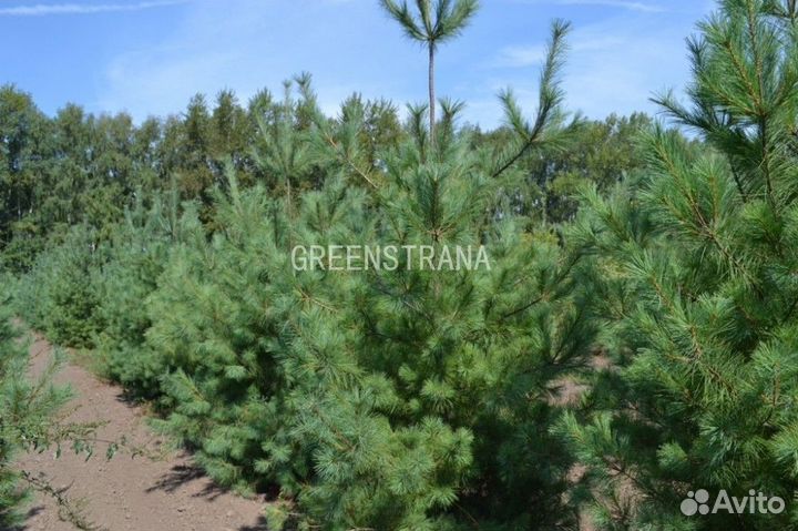 Сосна веймутова Pinus strobus/60-100 см