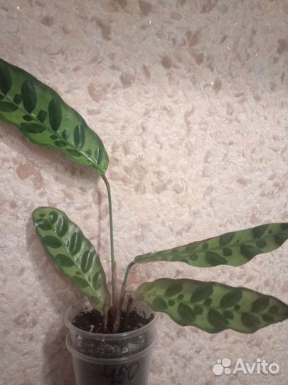 Лансифолия, фиалка